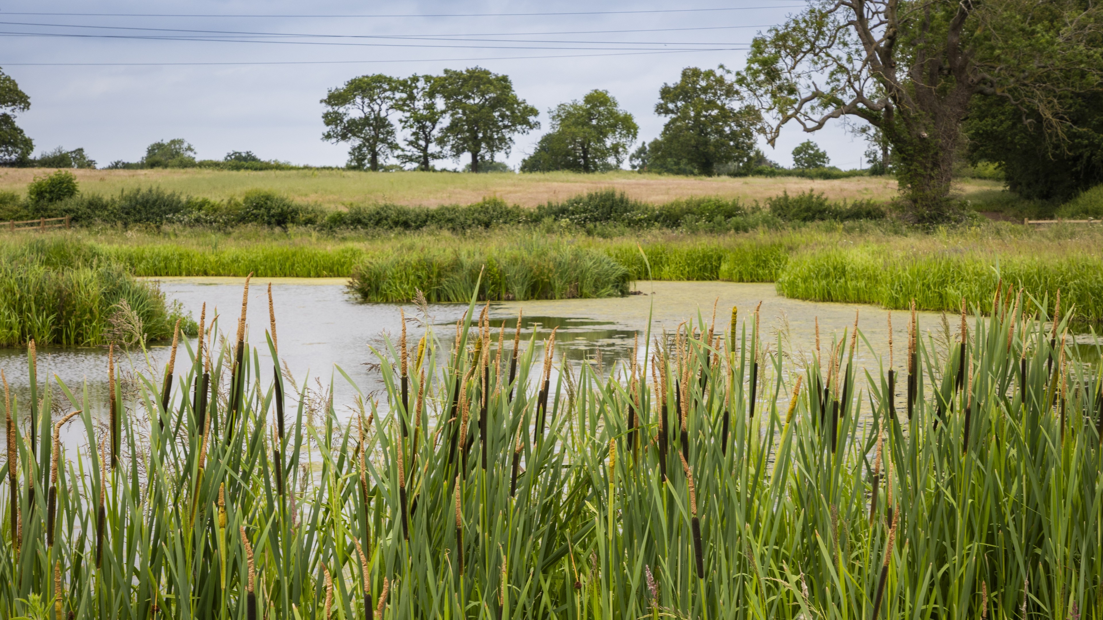 M42 Junction 6 nature-based water filtration solution