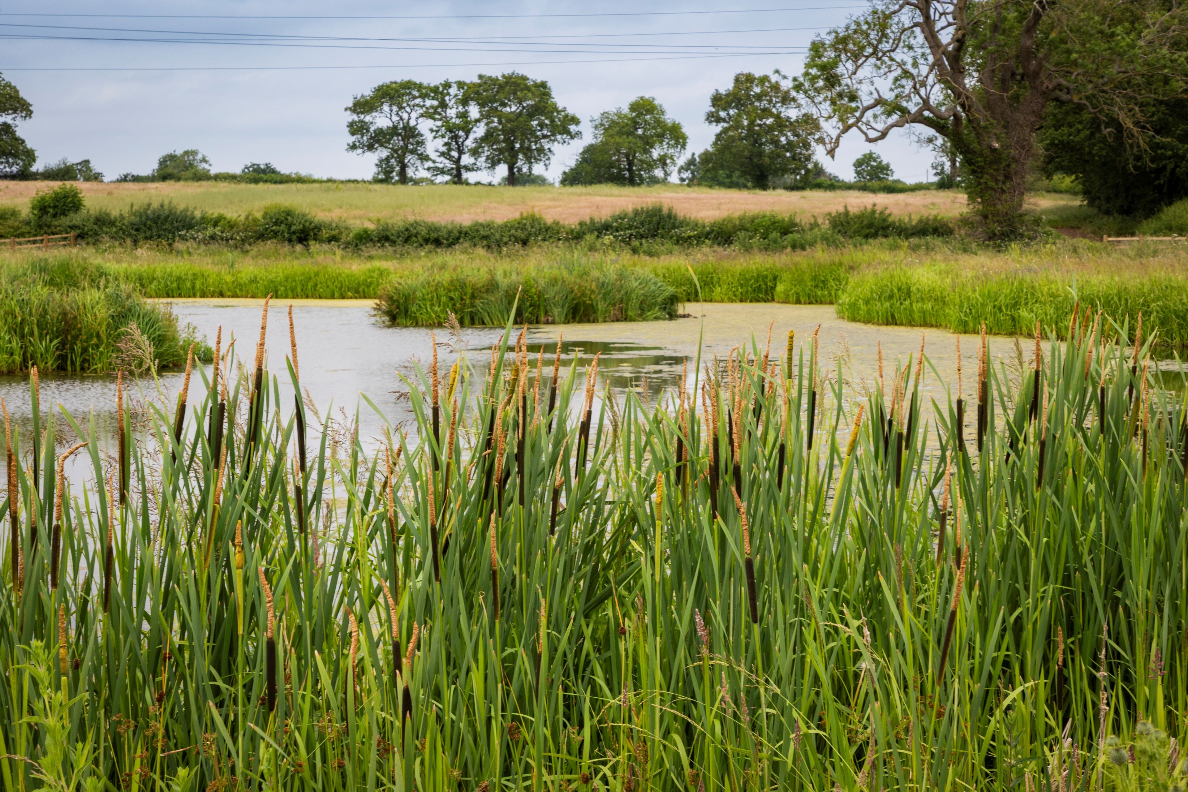 A serene pond surrounded by tall green reeds and trees under a cloudy sky.