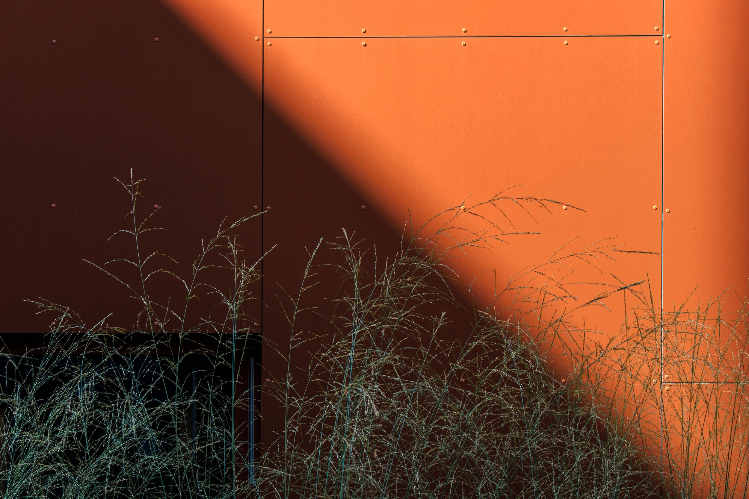 Tall grass illuminated by sunlight against a rust-colored metal wall with rivets.