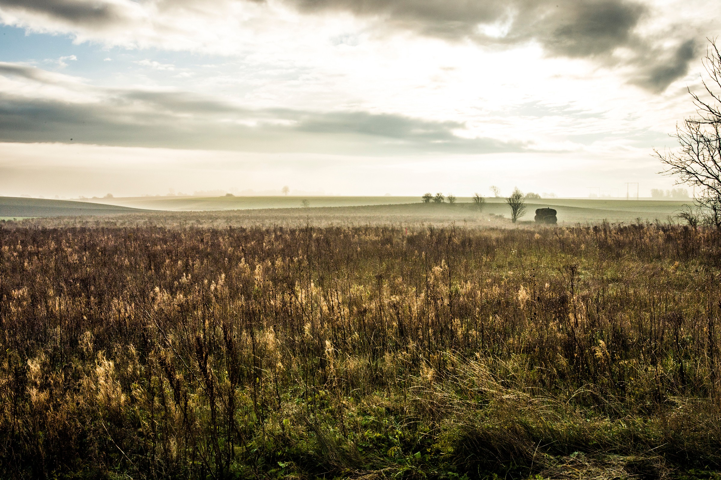 Misty rural landscape with tall grasses under a cloudy sky, creating a serene and tranquil scene.