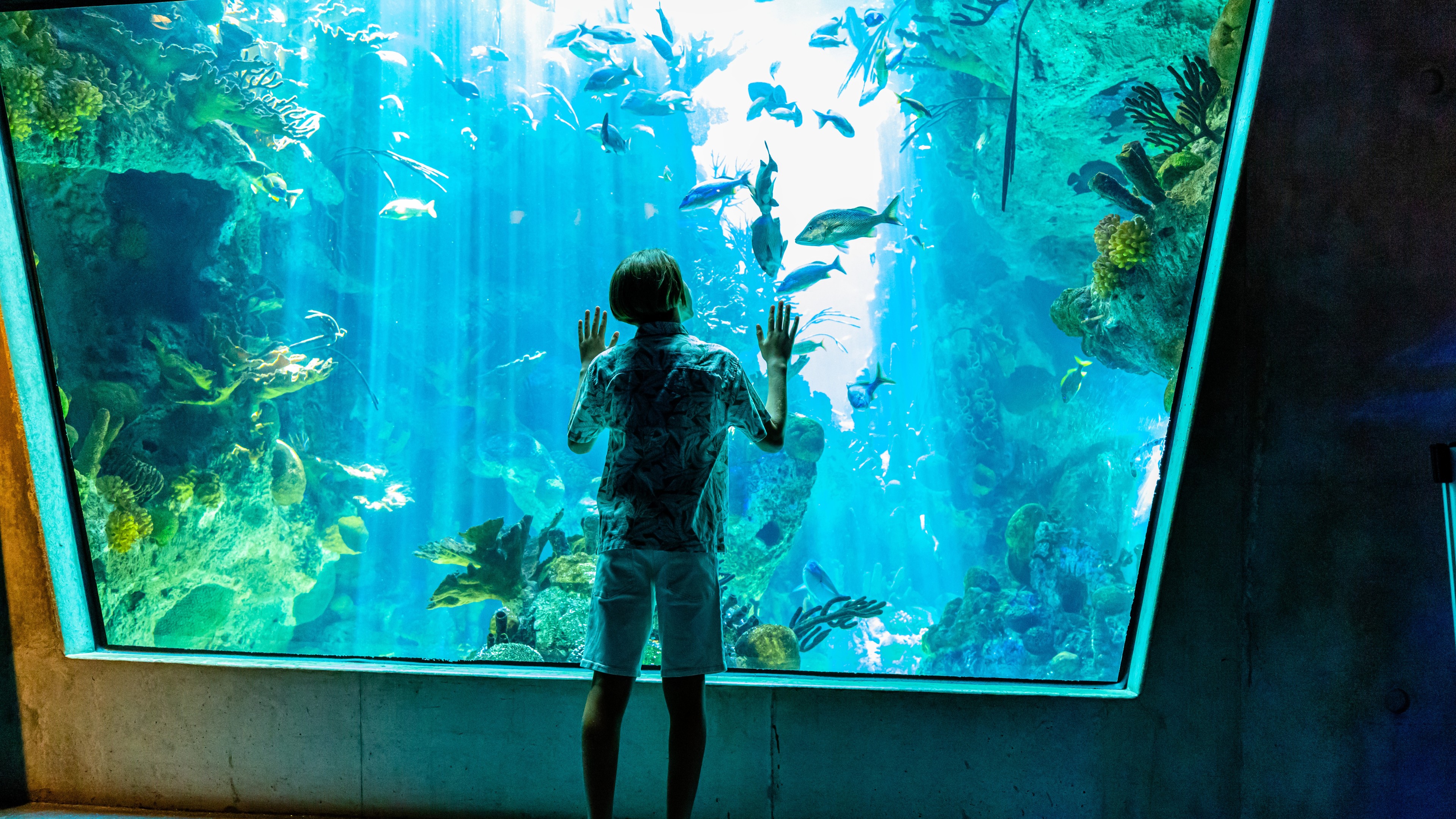 Child watching colorful fish through large aquarium glass in a marine exhibit.