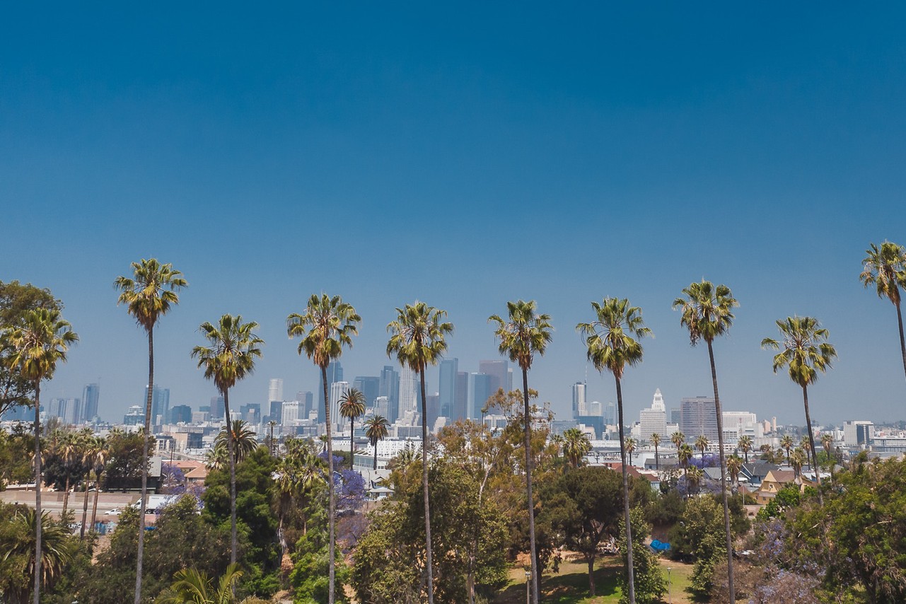 Clear blue sky over Los Angeles skyline with tall palm trees Los Angeles skyline with tall palm trees and clear blue sky in the foreground.