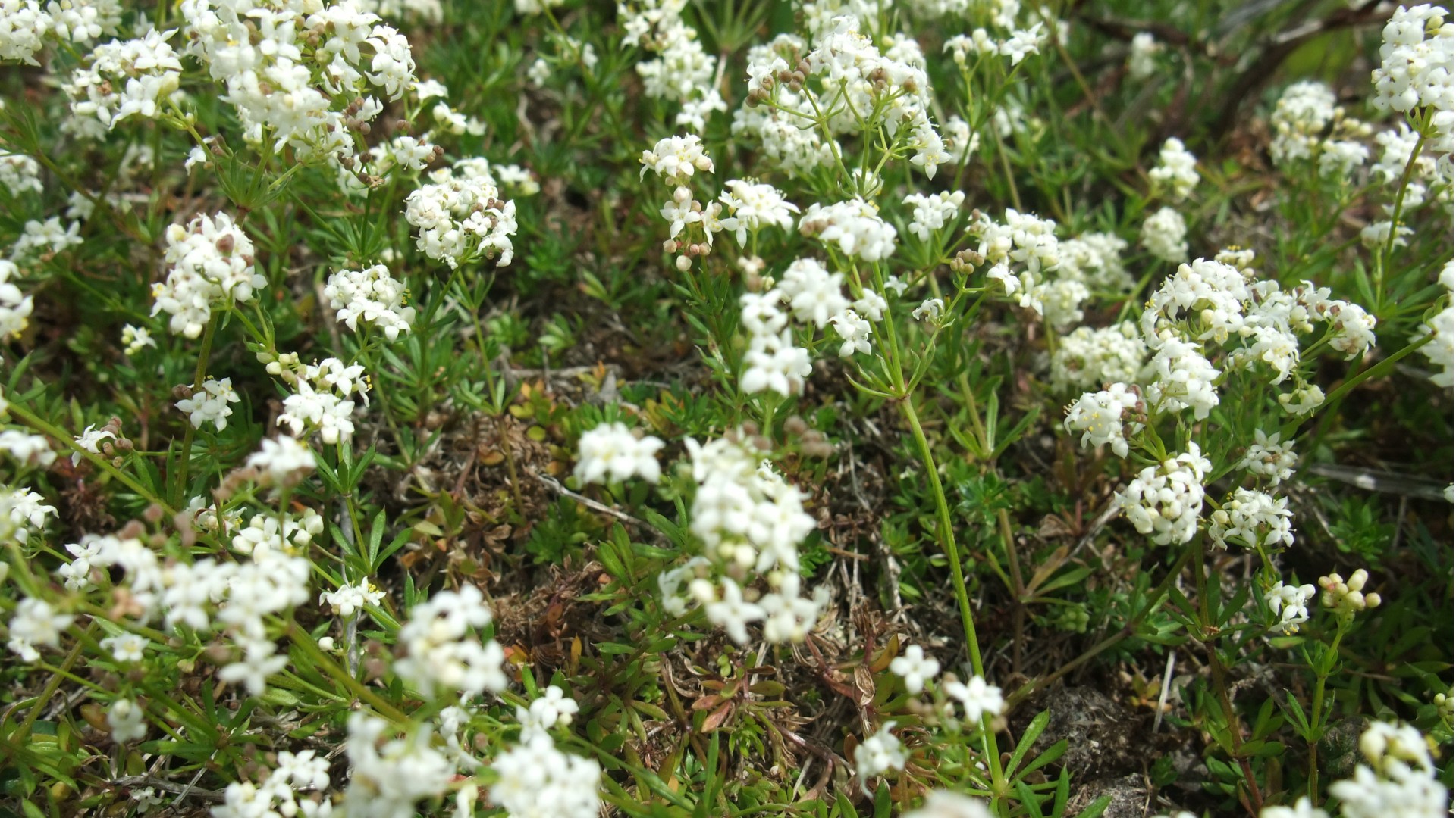 Tät klunga av små vita blommor omgiven av frodig grönska i en naturlig miljö.