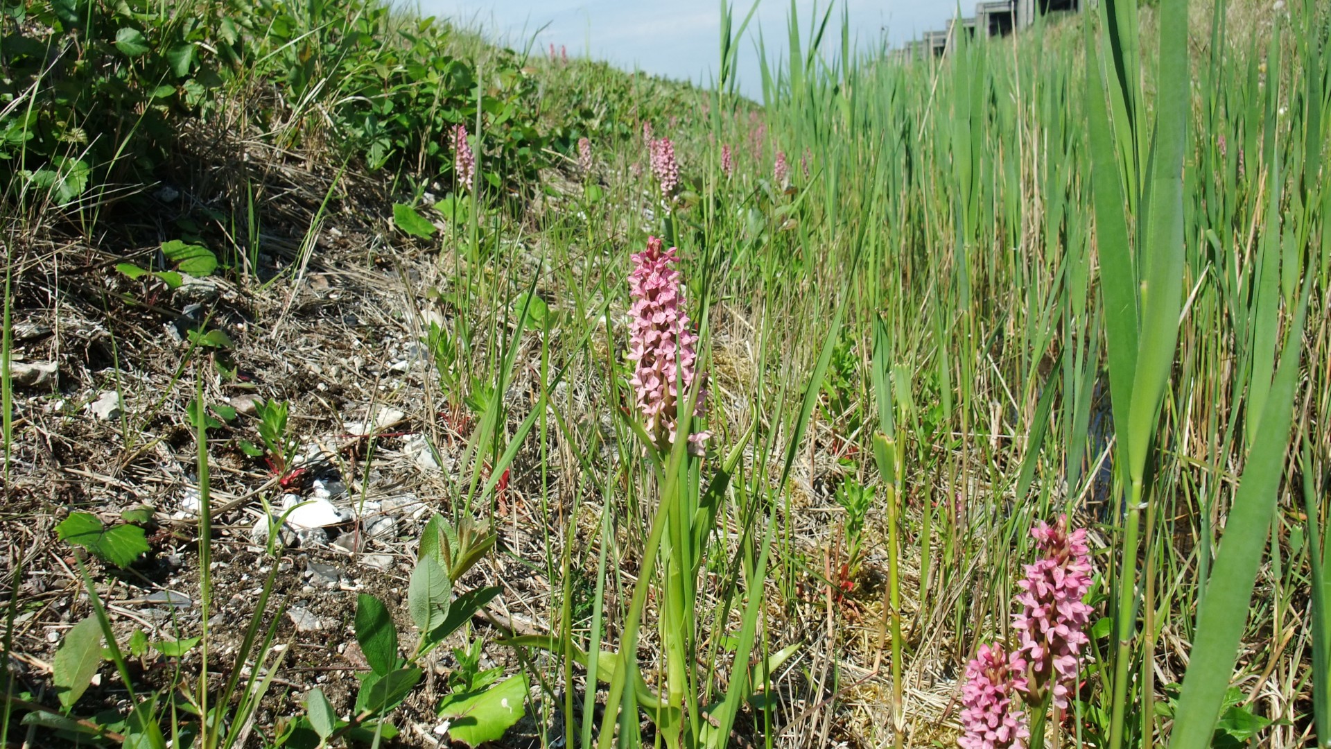 Rosa vilda blommor bland grönt gräs på en solig vägslänt, som framhäver naturens skönhet.