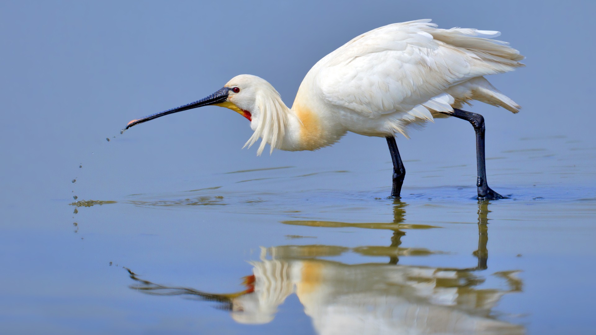 En eurasisk skedstork vadade i lugnt vatten och visade upp sin långa svarta näbb och vita fjäderdräkt.