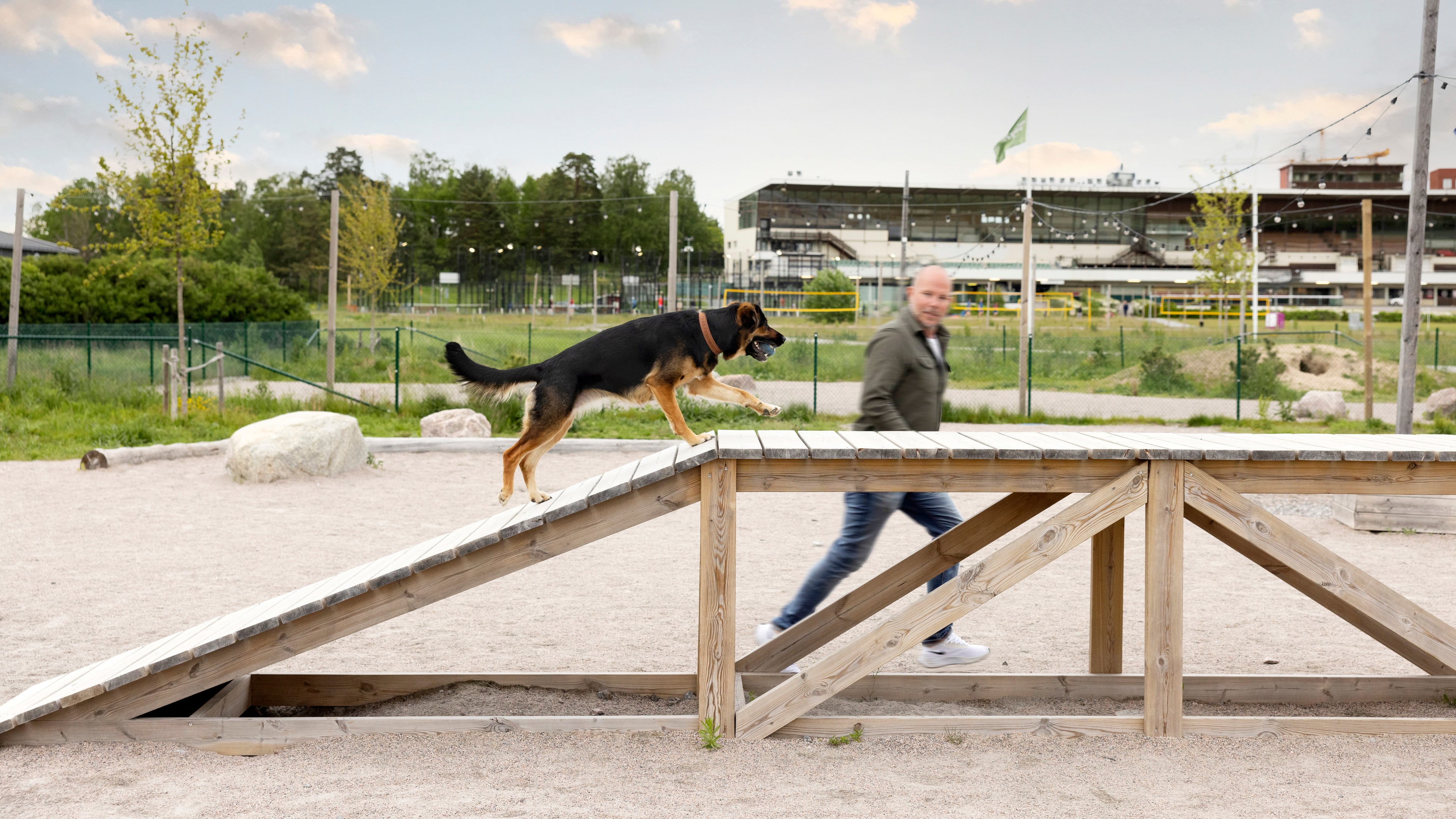 Hund som går på en träplattform i en park med grönska och byggnader i bakgrunden.