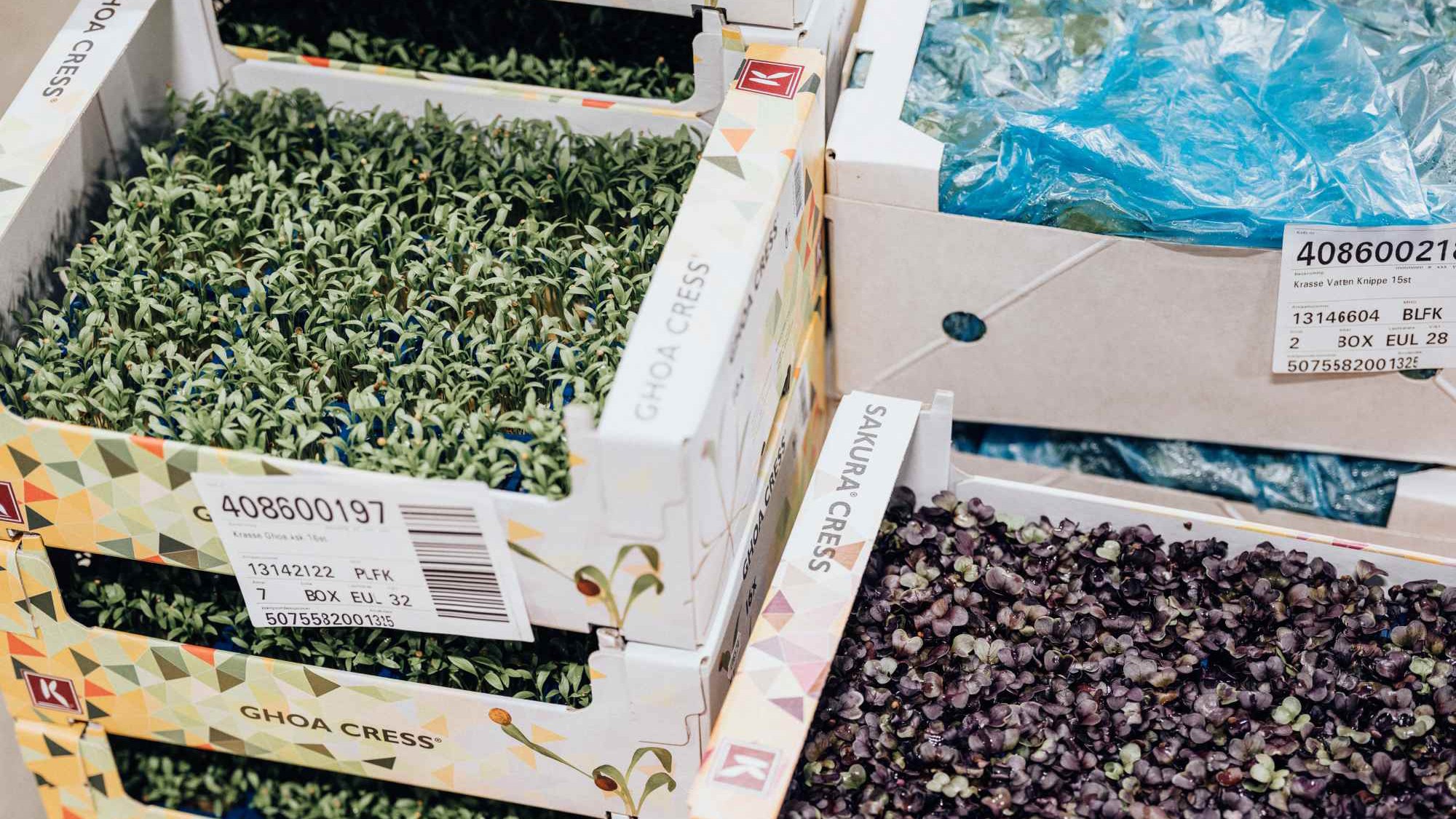 Färsk Ghoa och Sakura Cress i förpackningslådor Lådor med färska krassevarianter märkta "Ghoa Cress" och "Sakura Cress" staplade på en marknad.