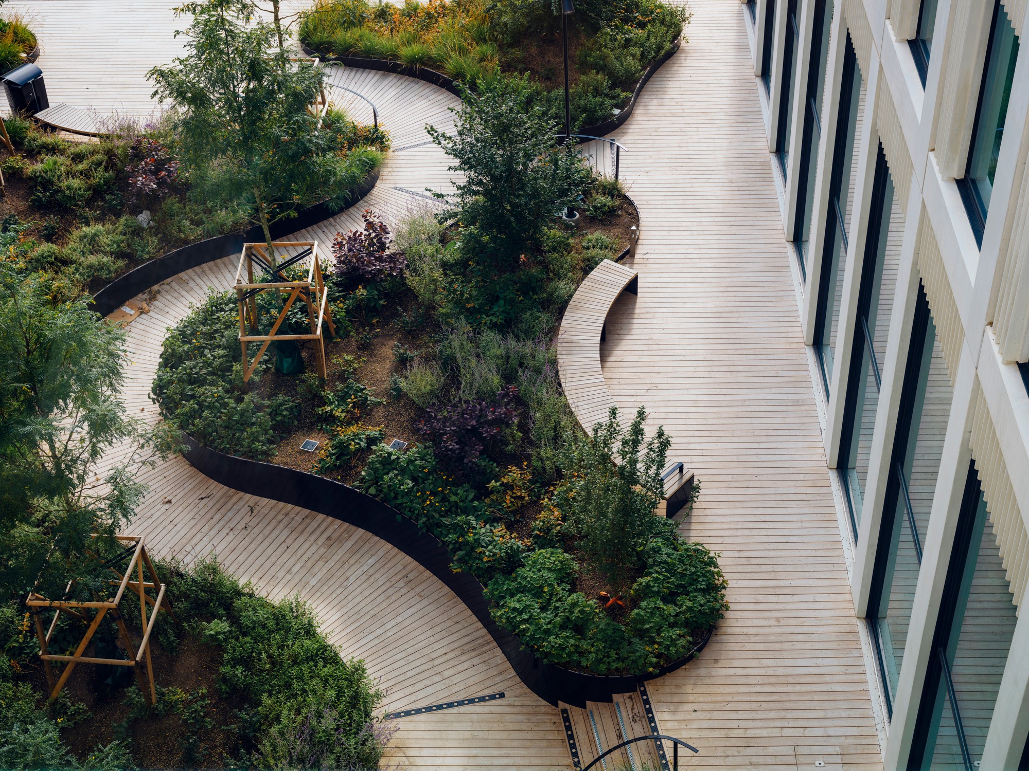 Modern urban garden with curved wooden pathways and lush green plants beside a building.