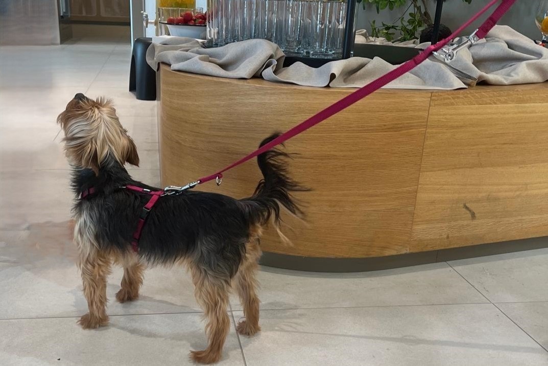Dog in the lobby of H₂Offices Small black and brown dog on a red leash standing on a tiled floor indoors.