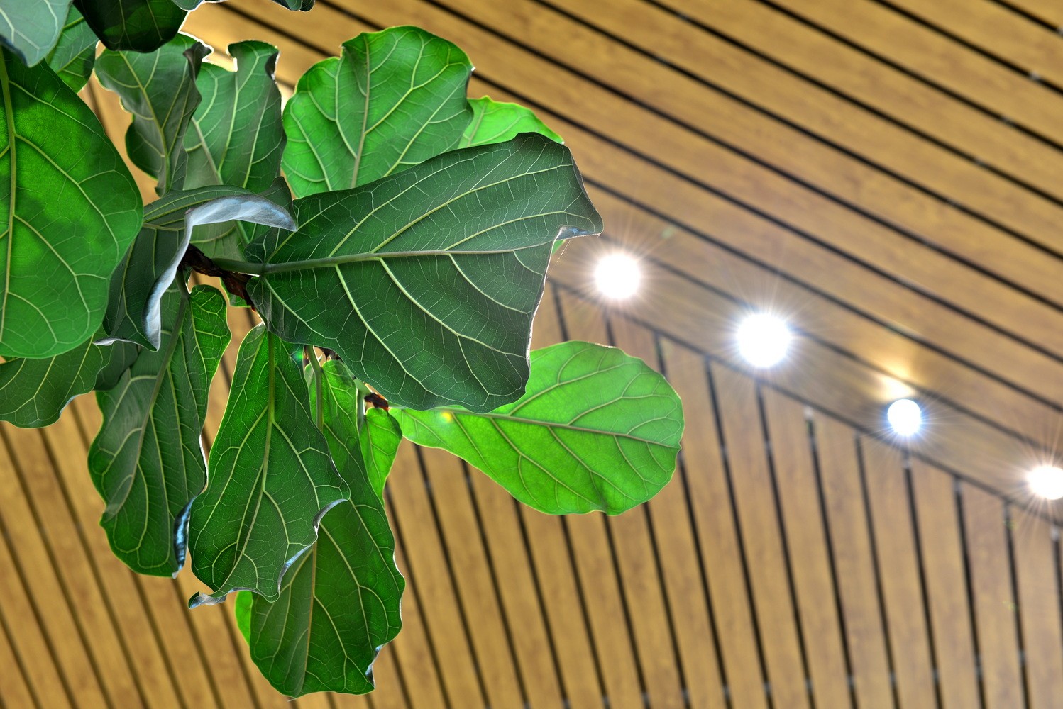 H₂Offices, modern office lobby with large windows Fiddle leaf fig plant with vibrant green leaves against a wooden ceiling and lights.