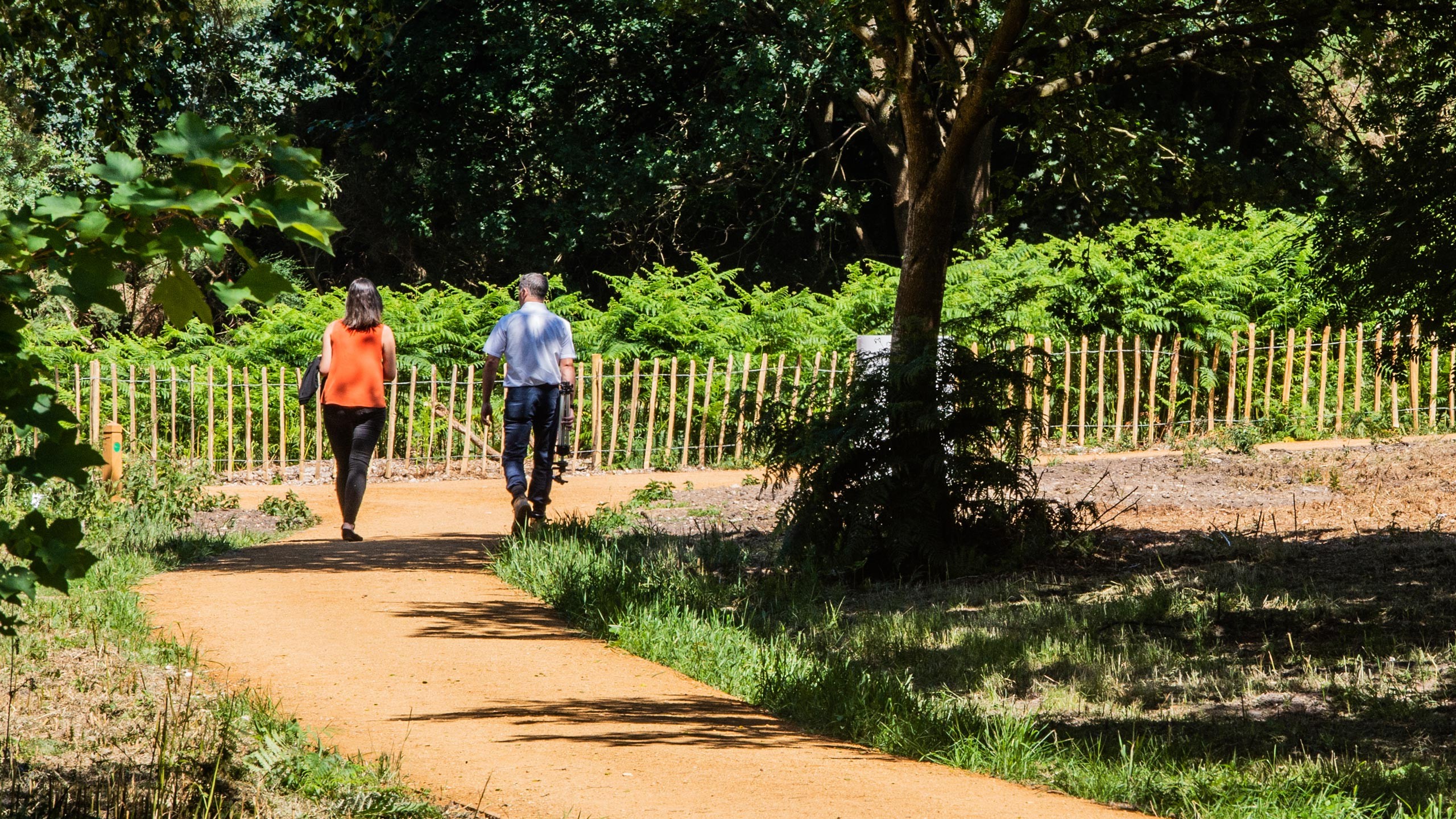 Couple Walking on a Scenic Path in Sunny Park Two people walk along a sunny, tree-lined path with lush greenery and a wooden fence nearby.