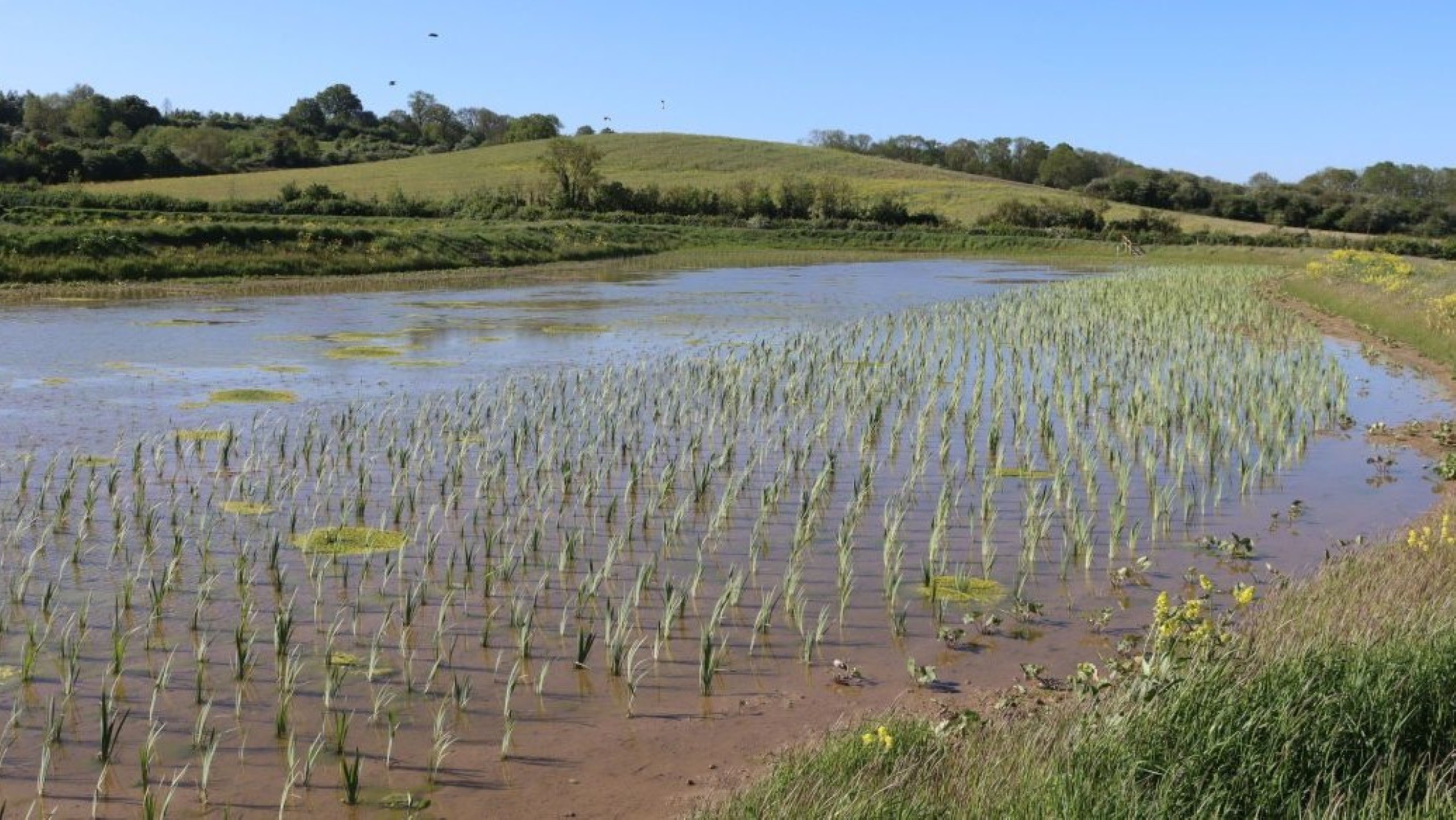 Nature based water recycling centre at Everton