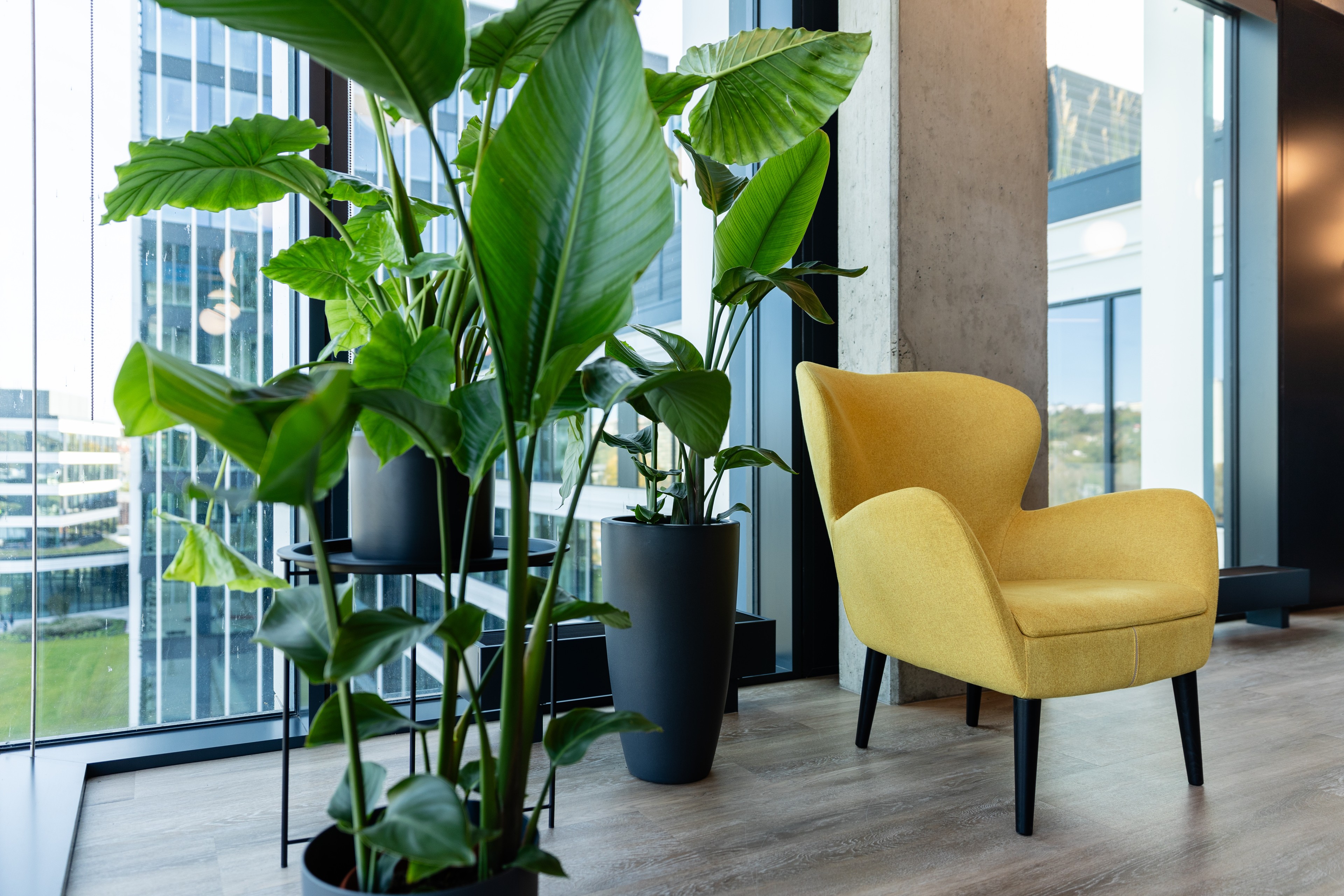 Offices in Port7 Modern yellow armchair next to large green houseplants by office windows.