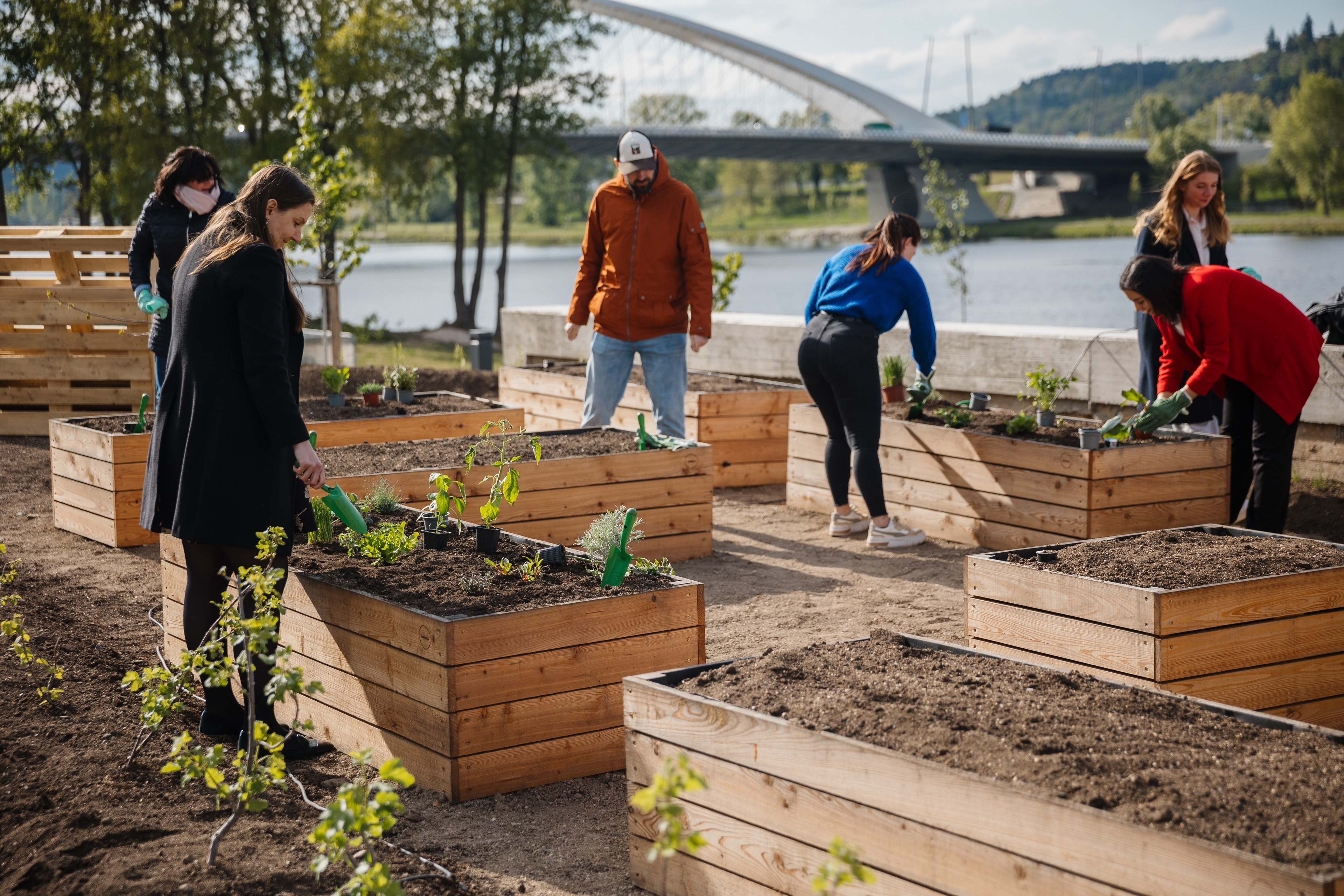Community garden People gardening in raised wooden planters by the river with a bridge in the background.