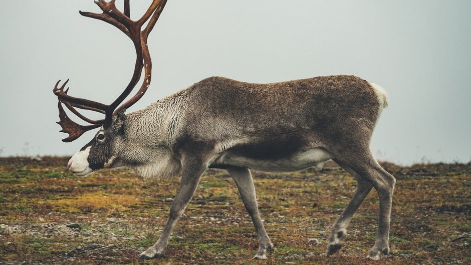 En majestätisk ren med stora horn som går över en gräsfält under en molnig himmel.