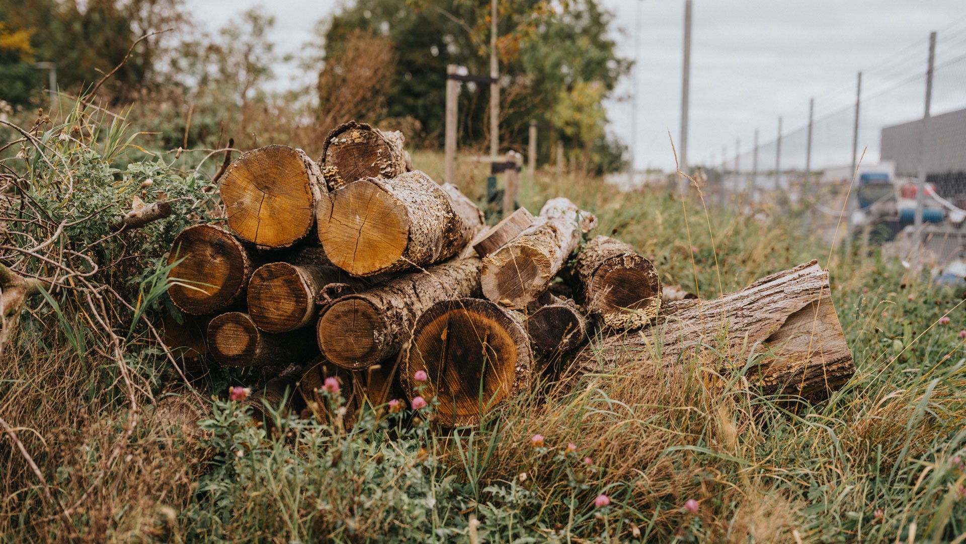 Projektet har tagit initiativ för att gynna den biologiska mångfalden runt anläggningen. Foto: Samuel Uneus Greenfoods lager har död ved för att gynna den biologiska mångfalden.