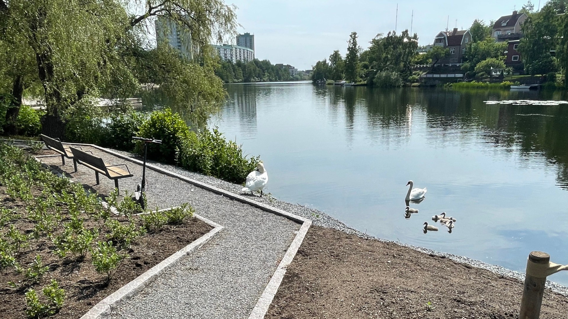 I projektet ingår parkutrustning, belysning, trädlådor och plantering. En park intill vattnet med svanar.