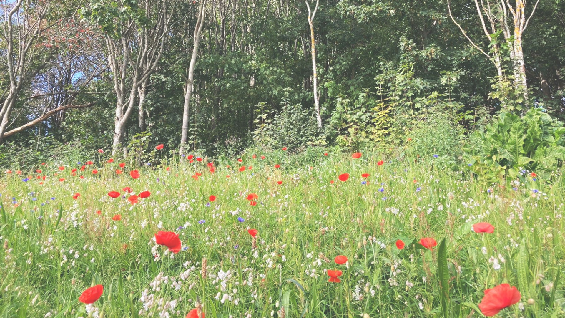 En livlig äng med röda vallmo och blandade vilda blommor, kantad av höga träd under en klar himmel.