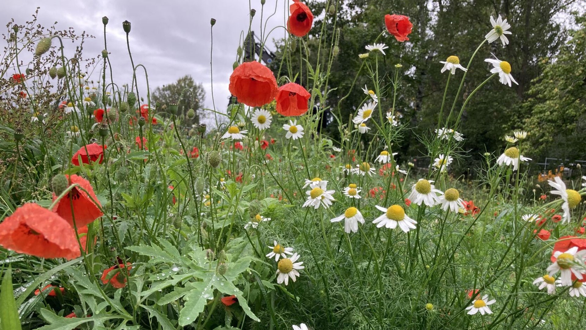 Ett livfullt fält av röda vallmo och vita prästkragar blommar under en molnig himmel, omgiven av frodig grönska.