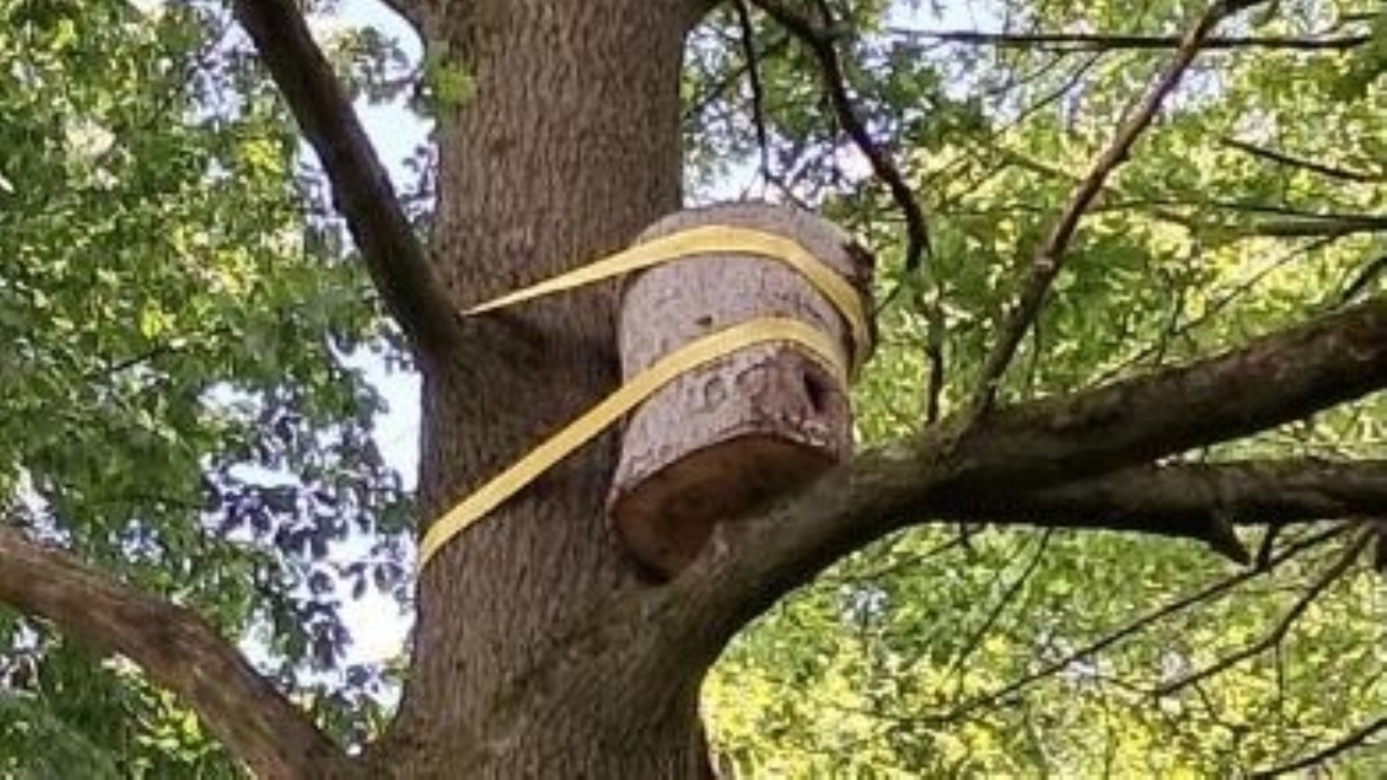 A47/A11 Link Road - bird and bat boxes