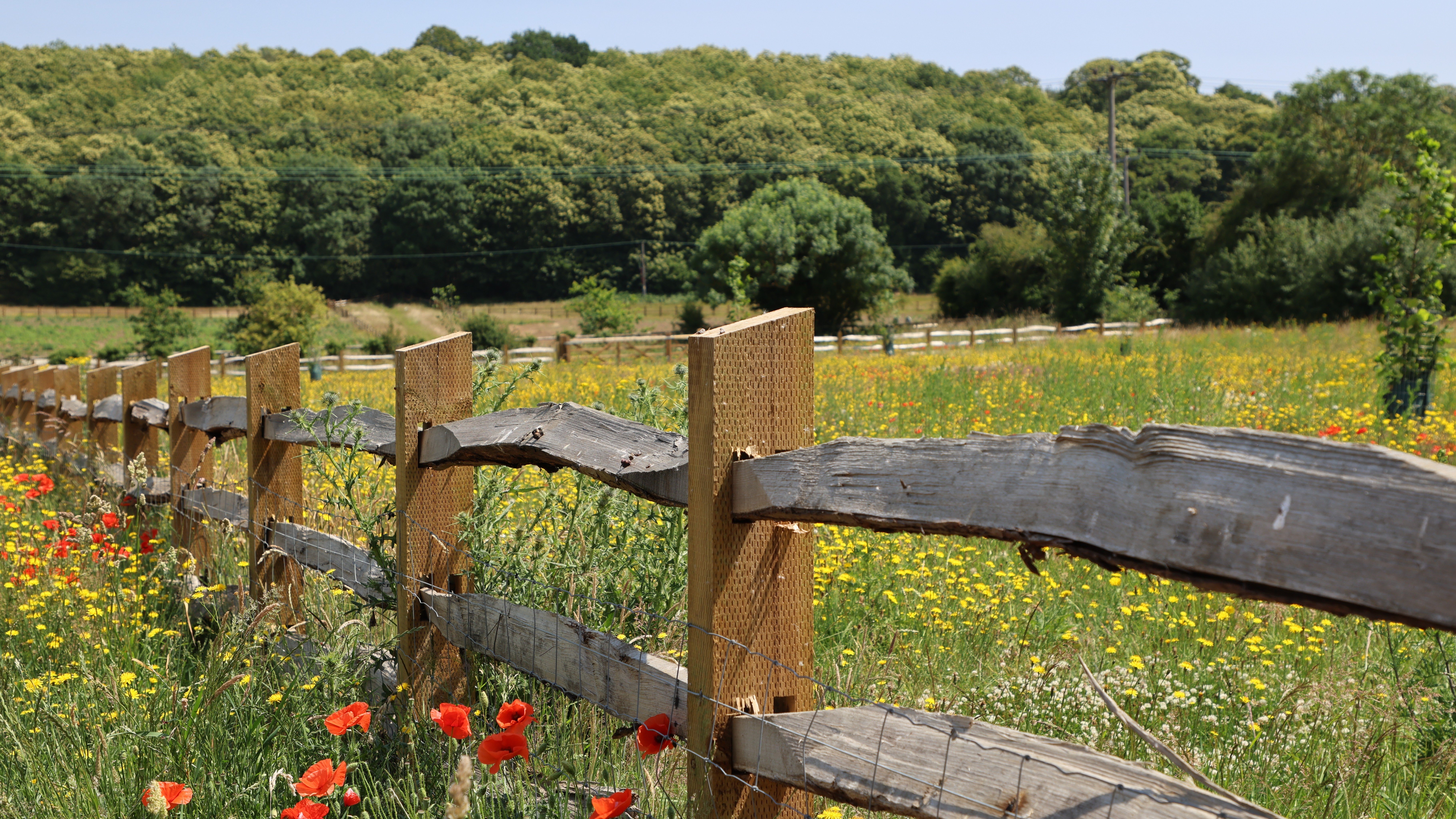 LTC - wild flower meadow